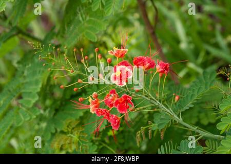 Racemose inflorescence of the bright red flowers of the tropical plant Caesalpinia pulcherrima Stock Photo