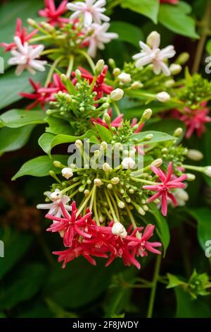 Ornamental tropical plant Combretum indicum or Quisqualis indica (Rangoon creeper) with white and red flowers Stock Photo
