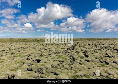 Eldhraun lava field covered in woolly fringemoss / woolly fringe moss (Racomitrium lanuginosum), Sudurland, South Iceland Stock Photo