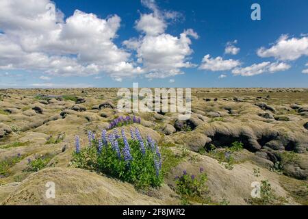 Nootka lupines (Lupinus nootkatensis) in flower on woolly fringe moss covered Eldhraun lava field, Sudurland, South Iceland Stock Photo