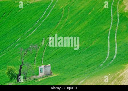 Dry tree next to a lonely shed in a cultivated cereal field Stock Photo