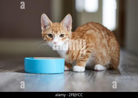 Pet Ginger Cat Eating Food From Bowl Of Food At Home Looking At Camera Stock Photo
