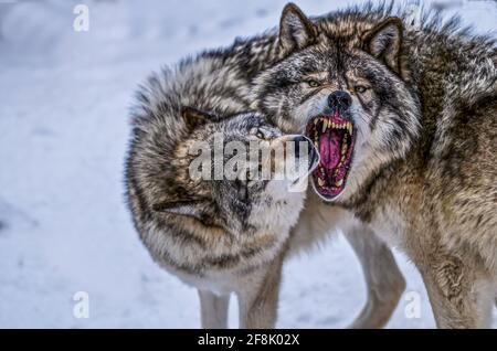 Dramatic interaction with Wolves when establishing social structure in the pack Stock Photo