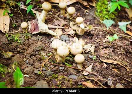 Puff ball fungi of group gasteroid fungi in division basidiomycota. They don't have open cap with spore bearing gills instead produced internally. Mus Stock Photo