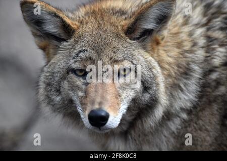 Wheaton, Illinois, USA. A gray wolf (Canis lupis) also known as the timber wolf or western wolf prowling its habitat. Stock Photo