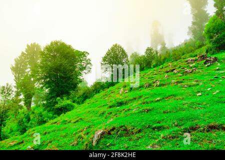 View of alpine meadows & coniferous enroute to Prashar Lake trekk trail. It is located at a height of 2730 m above sea level surrounded by lesser hima Stock Photo