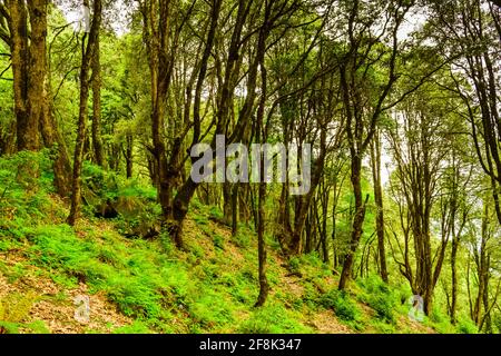 View enroute to Prashar Lake trekking trail through tropical evergreen himalayan rainforest. It is located at a height of 2730 m above sea level in le Stock Photo