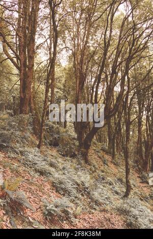 View enroute to Prashar Lake trekking trail through tropical evergreen himalayan rainforest. It is located at a height of 2730 m above sea level in le Stock Photo