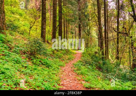 View enroute to Prashar Lake trekking trail through tropical evergreen himalayan rainforest. It is located at a height of 2730 m above sea level in le Stock Photo