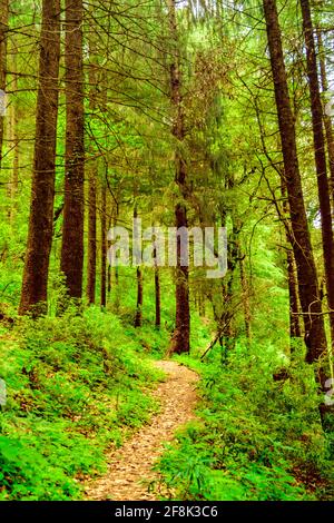 View enroute to Prashar Lake trekking trail through tropical evergreen himalayan rainforest. It is located at a height of 2730 m above sea level in le Stock Photo