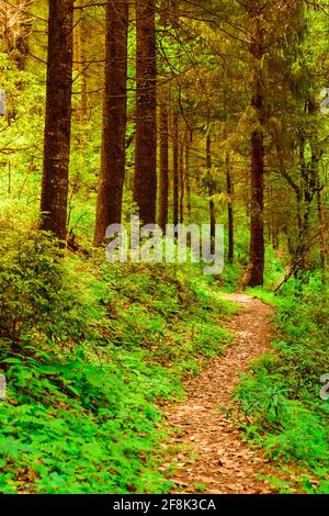 View enroute to Prashar Lake trekking trail through tropical evergreen himalayan rainforest. It is located at a height of 2730 m above sea level in le Stock Photo