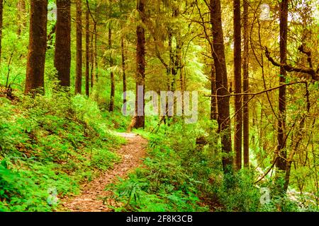 View enroute to Prashar Lake trekking trail through tropical evergreen himalayan rainforest. It is located at a height of 2730 m above sea level in le Stock Photo