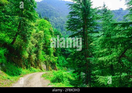 View enroute to Prashar Lake trekk trail. It is located at a height of 2730 m above sea level surrounded by lesser himalayas peaks near Mandi, Himacha Stock Photo