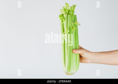 Celery stalks in an outstretched hand on a gray background. Healthy food concept, free space Stock Photo