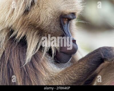 Closeup portrait of Gelada Monkey (Theropithecus gelada) grooming in Semien Mountains, Ethiopia. Stock Photo