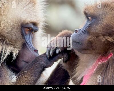 Closeup portrait of two Gelada Monkey (Theropithecus gelada) grooming in Semien Mountains, Ethiopia. Stock Photo