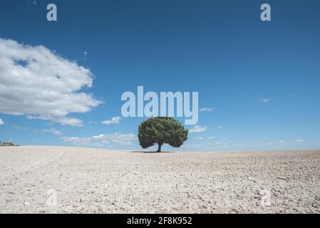 Lonely tree in minimal landscape Stock Photo