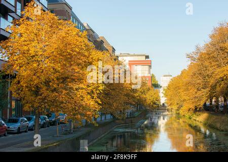 View on a town canal with horse chestnut (Aesculus hippocastanum) trees on the quayside in The Hague, The Netherlands Stock Photo