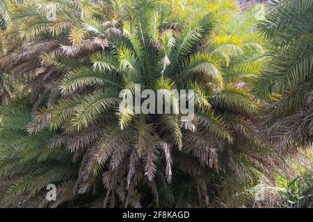 Cretan Palm (Phoenix theophrasti) trees near Preveli in south Crete Stock Photo