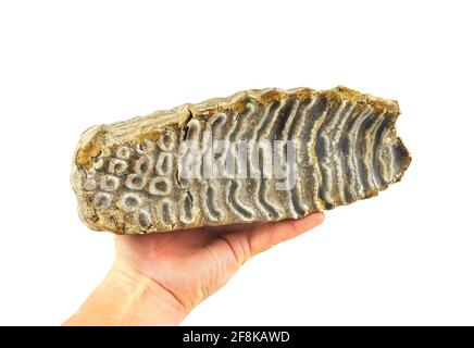 Hand holding Mammoth tooth, isolated on a white background. Stock Photo
