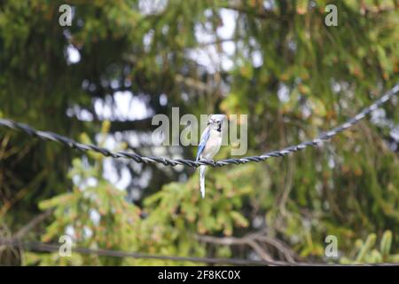 Blue Jay on Cable Stock Photo