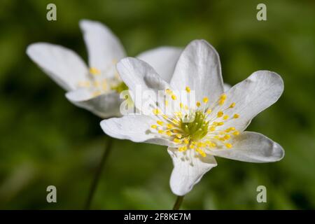 Two beautiful white flowers of Wood anemone Stock Photo