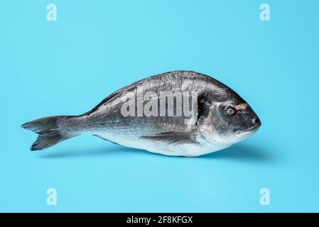 Close-up with a dorado fish isolated on a blue background. Single fish minimalist on a seamless colored background. Stock Photo