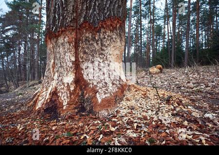 Huge tree with beaver teeth marks. Tree trunk nibbled by wild forest beaver. Stock Photo