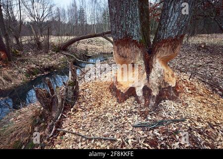 The beaver teeth marks on a tree trunk, tree gnawed by the beaver on the river bank. Stock Photo