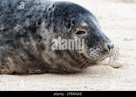 Juvenile grey seal on the beach at Horsey, Noroflk, site of one of the largest seal colonies on the Norfolk coast. Stock Photo