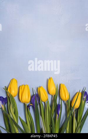 Bright yellow tulip and blue iris natural flowers with green leaves on blue textured concrete. Seasonal background with fresh natural flower flat lay Stock Photo