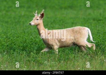 White fallow deer, dama dama, being in hurry during the pasture on clover field Stock Photo