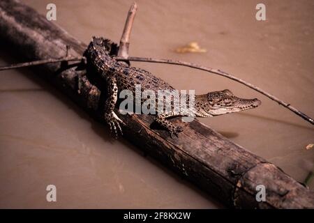 A baby Saltwater Crocodile, Crocodylus porosus, sunning on a bamboo log in a lake in the Northern Territory, Australia. Stock Photo