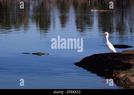 A Saltwater Crocodile, Crocodylus porosus, watches an Eastern Great Egret on the shore of lake in the Northern Territory, Australia. Stock Photo