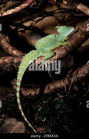 A large adult male Green Basilisk, Basiliscus plumifrons.  This lizard is native to Central America. Stock Photo