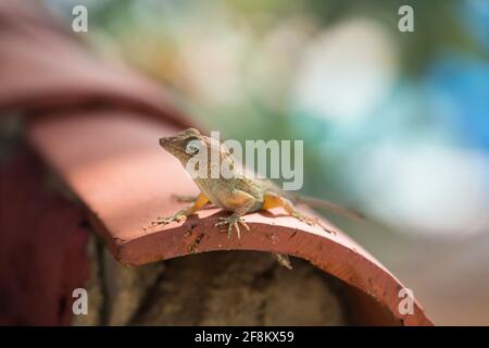 A Common Stout Anole, Audantia hispaniolae, basking on a clay tile in the Dominican Republic Stock Photo