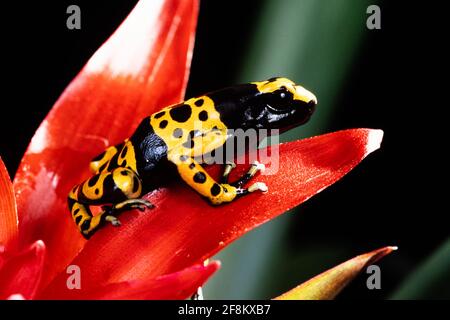 The Yellow-banded Poison Frog, Dendrobates leucomelas, is found in very humid tropical rainforests in northern South America in the countries of Venez Stock Photo