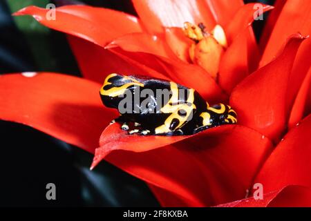 The Yellow-banded Poison Frog, Dendrobates leucomelas, is found in very humid tropical rainforests in northern South America in the countries of Venez Stock Photo