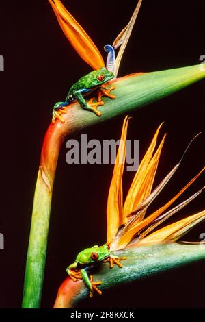 A male and a female Red-eyed Leaf Frog, Agalychnis callidryas, on Bird of Paradise plants.  The larger female is above. Stock Photo