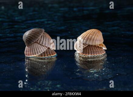 Sea shells arranged on a glass pan . Stock Photo