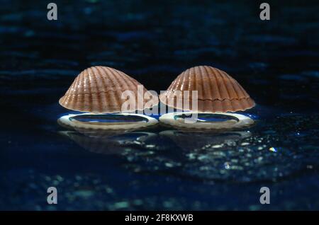 Sea shells arranged on a glass pan . Stock Photo