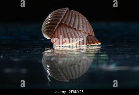 Sea shells arranged on a glass pan . Stock Photo