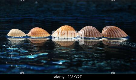 Sea shells arranged on a glass pan . Stock Photo