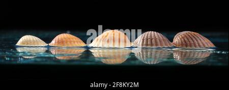 Sea shells arranged on a glass pan . Stock Photo