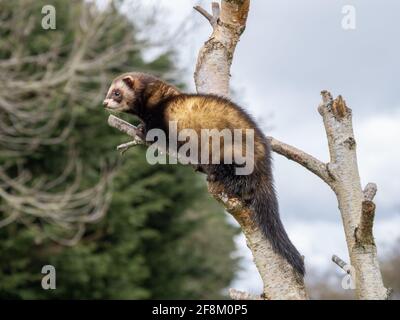 Captive polecat sitting on a branch Stock Photo