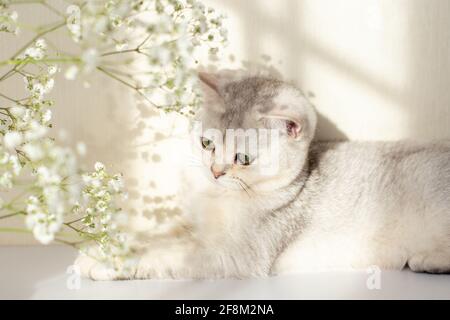 A cute white and gray British cat, green eyes, lies on a white table with a gypsophila flower Stock Photo