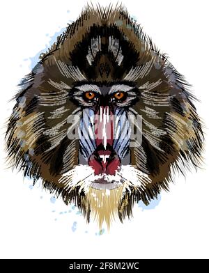 Monkey Mandrill head portrait from a splash of watercolor, colored drawing, realistic. Vector illustration of paints Stock Vector