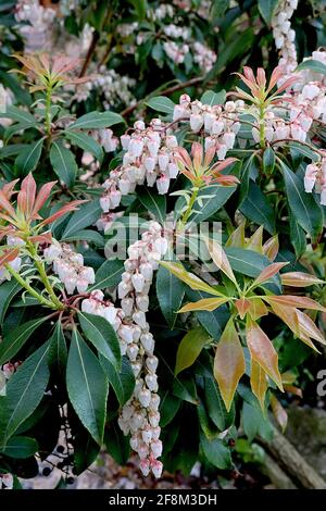 Pieris japonica ‘Forest Flame’ Japanese pieries Forest Flame – red shoots, white urn-shaped flowers and  mottled leaves, April, England, UK Stock Photo