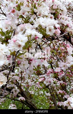 Prunus ‘Ichiyo’ Ichiyo cherry blossom – stalked clusters  of shell pink double flowers, April, England, UK Stock Photo