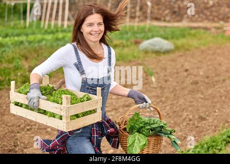 Happy adult Caucasian farmer woman working in her home garden picking up organic lettuce - Farm lifestyle and healthy food concept - Focus on face Stock Photo